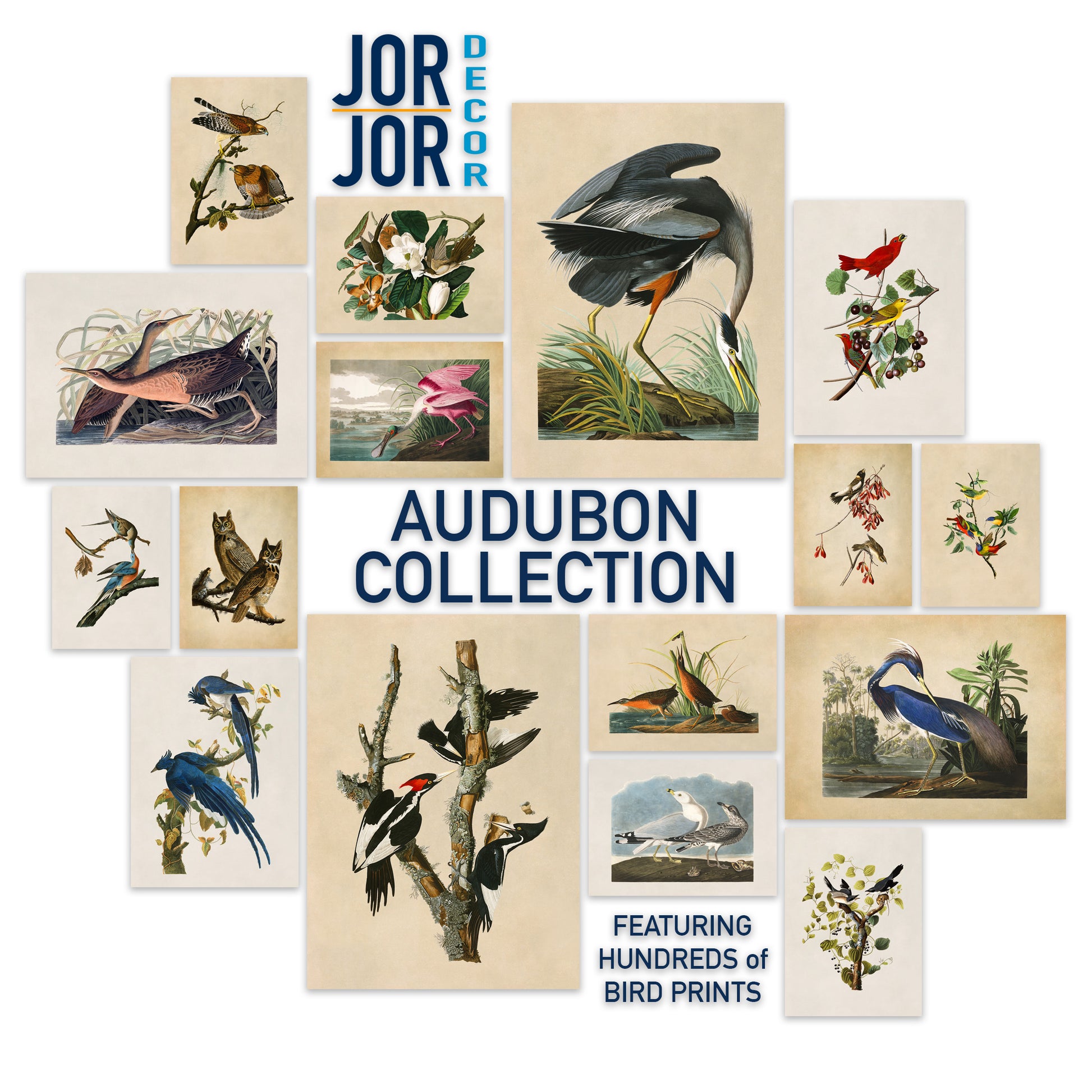 The image is a collage of various bird illustrations, including different species and their habitats, presented in a visually appealing manner.