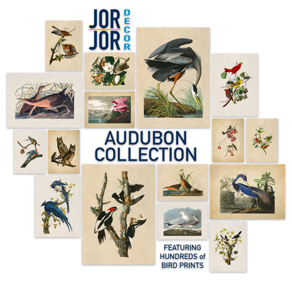 The image is a collage of various bird illustrations, including different species and their habitats, presented in a visually appealing manner.