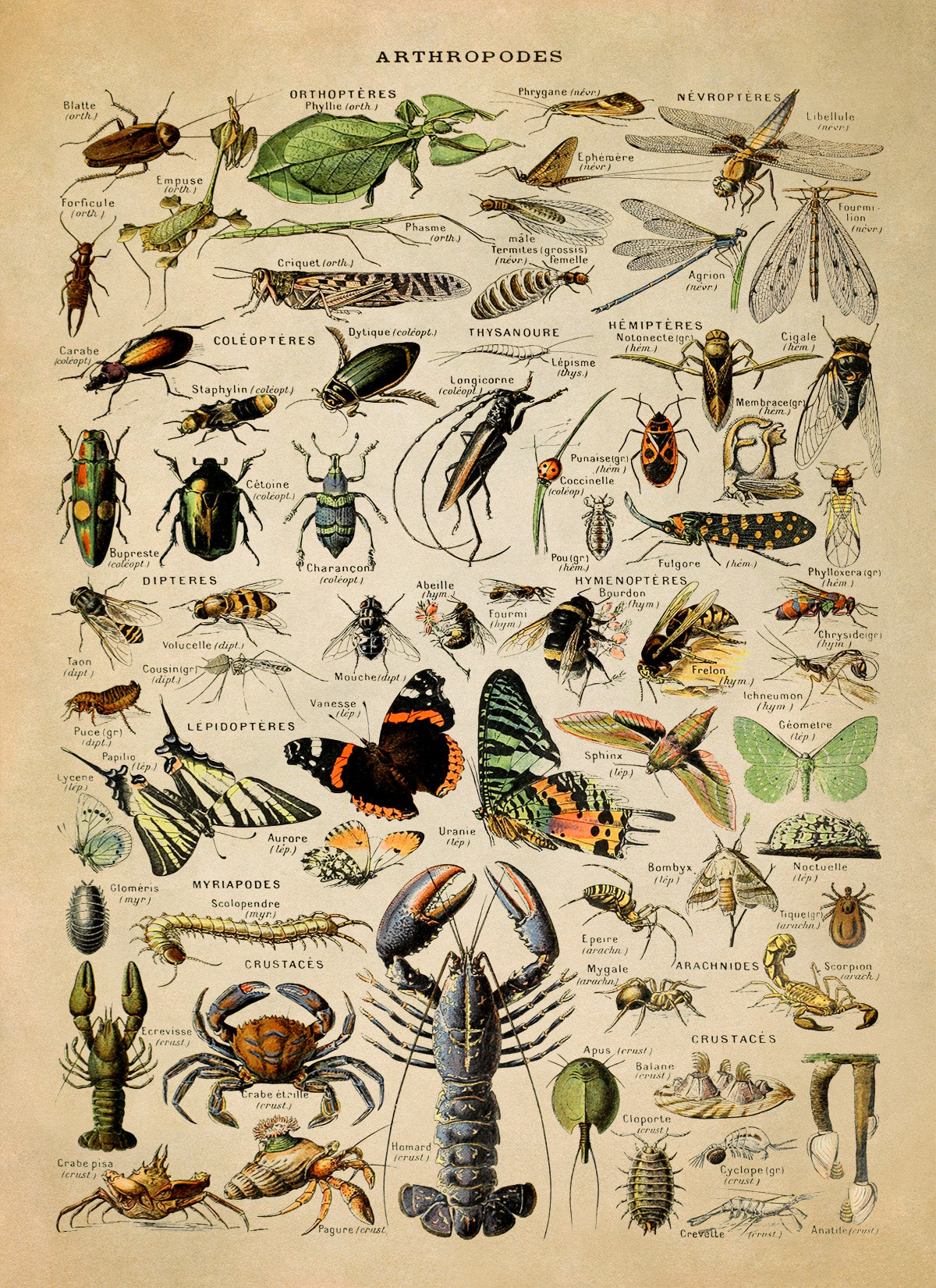 Arthropod Species Print, AM01