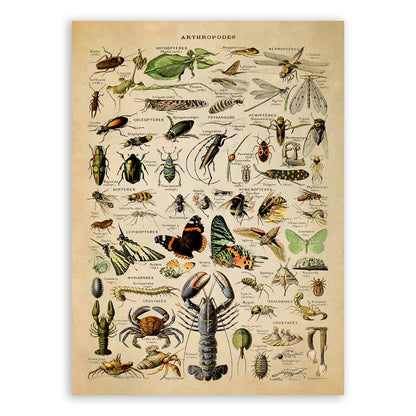 Arthropod Species Print, AM01