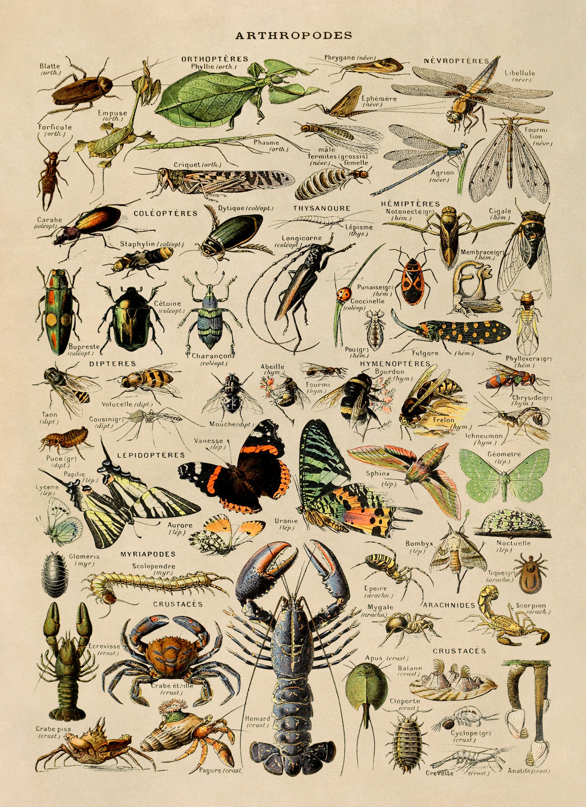 Arthropod Species Print, AM01