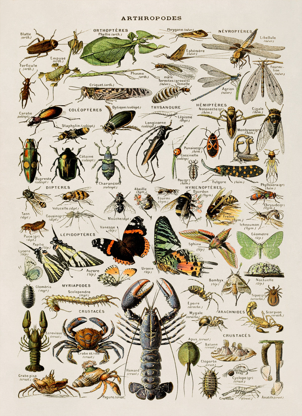 Arthropod Species Print, AM01