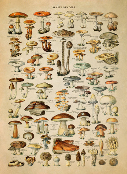 Mushroom Species Print, AM02