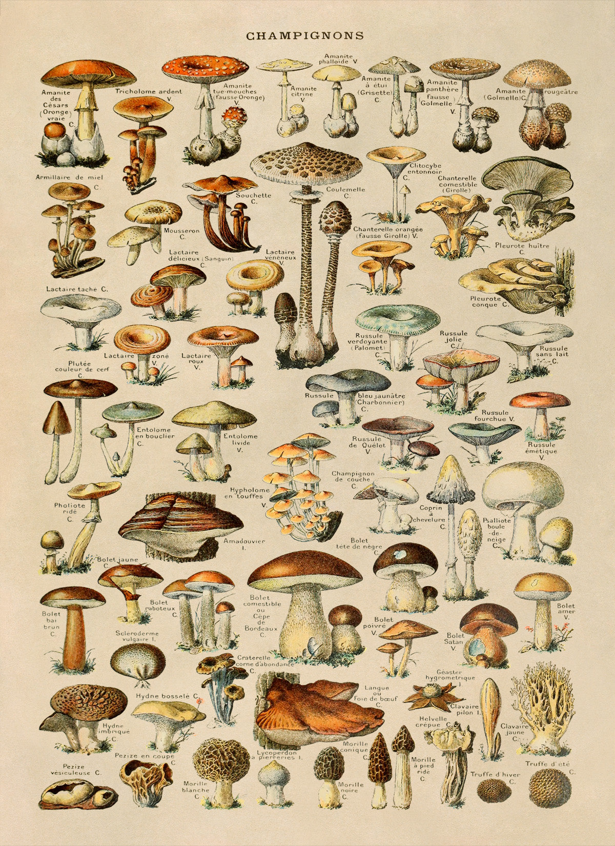 Mushroom Species Print, AM02