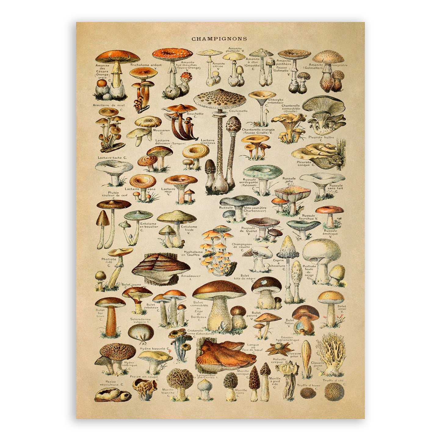 Mushroom Species Print, AM02