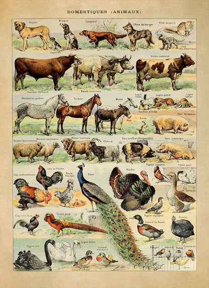 Domestic Animals Variety Illustration Print, AM05