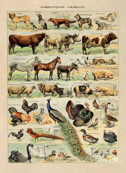 Domestic Animals Variety Illustration Print, AM05