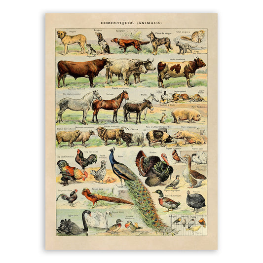 Domestic Animals Variety Illustration Print, AM05