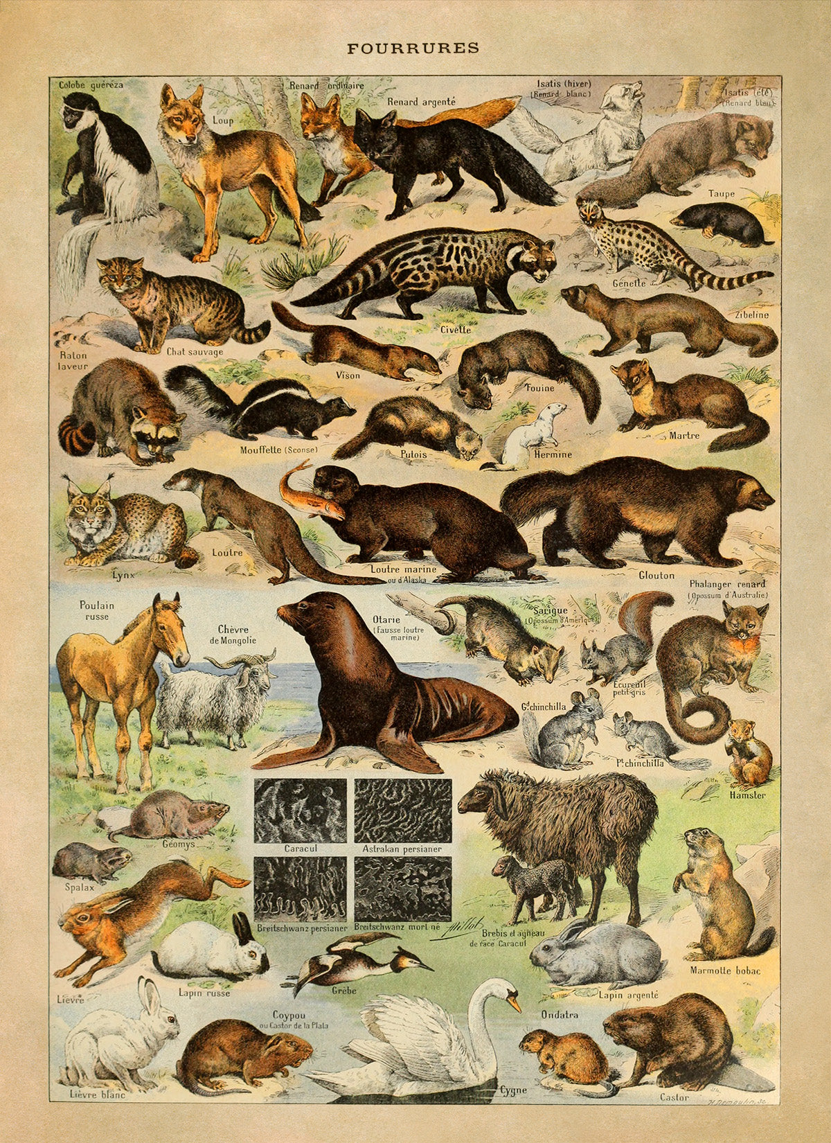 Fur Bearing Animals Species Illustration Print, AM07