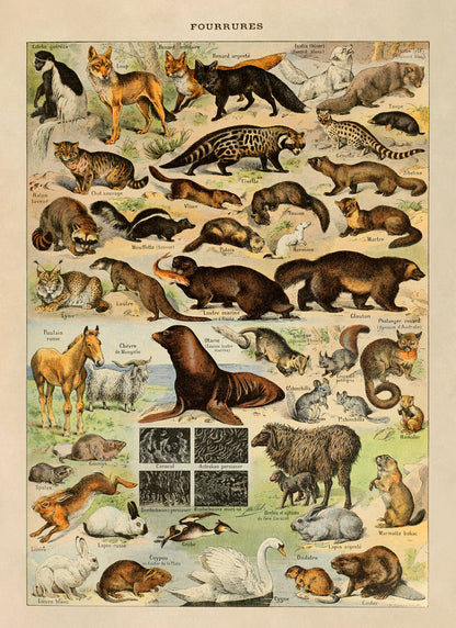 Fur Bearing Animals Species Illustration Print, AM07