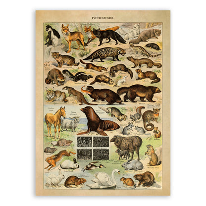 Fur Bearing Animals Species Illustration Print, AM07