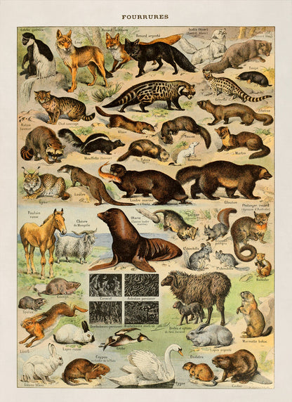 Fur Bearing Animals Species Illustration Print, AM07