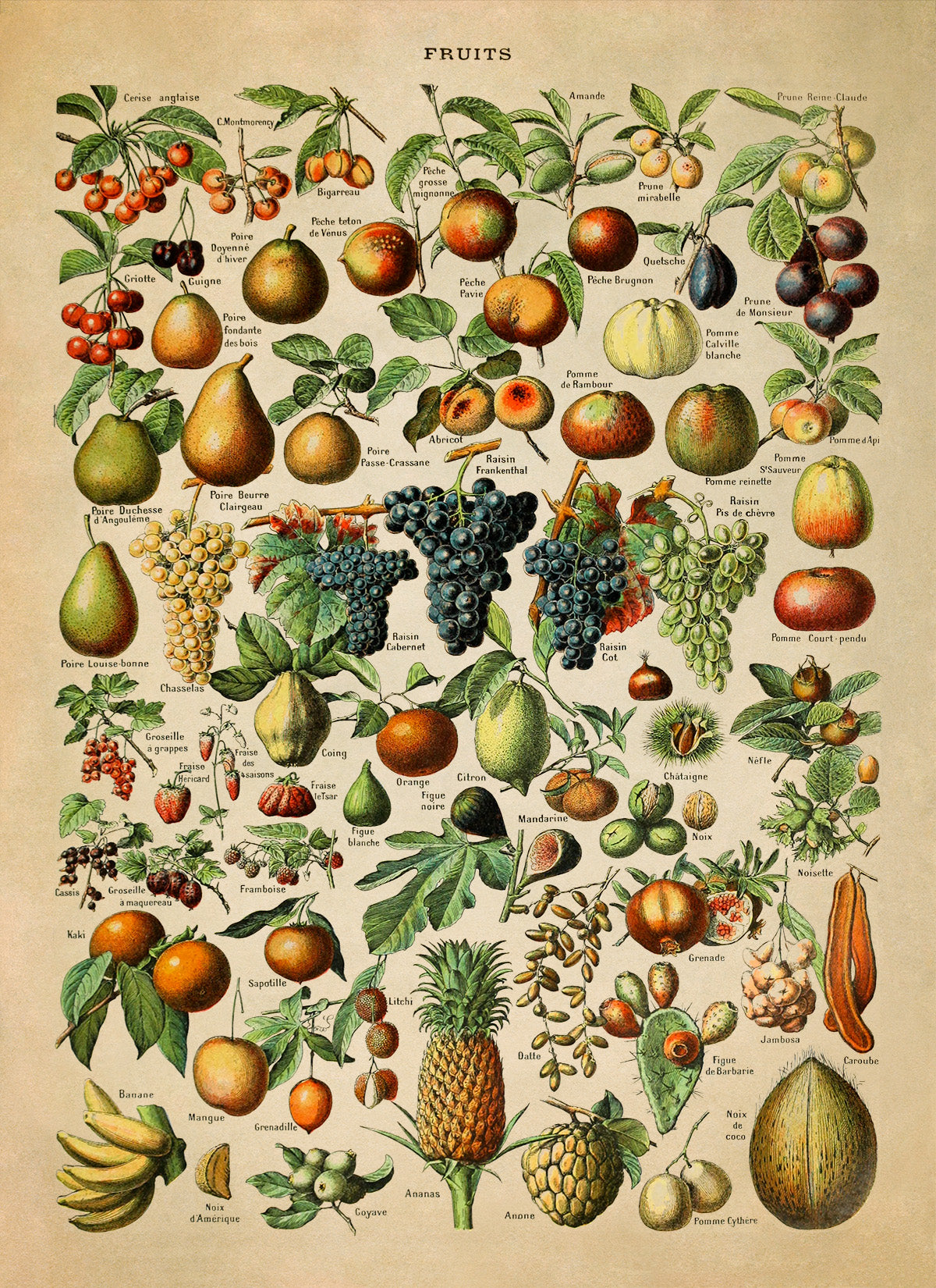 Fruit Variety Print, AM08