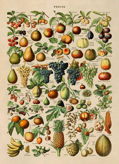 Fruit Variety Print, AM08