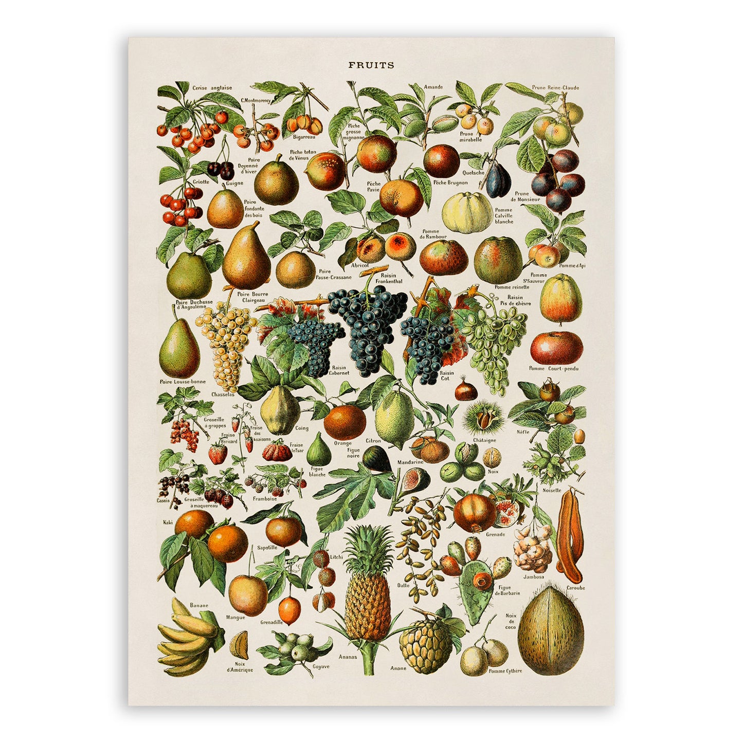 Fruit Variety Print, AM08