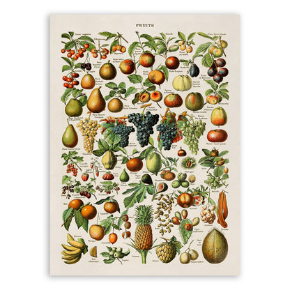 Fruit Variety Print, AM08