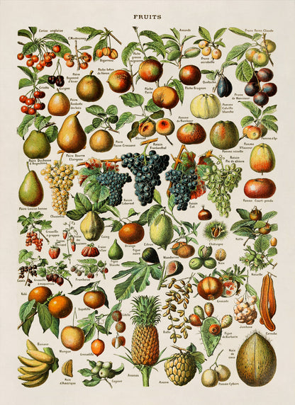 Fruit Variety Print, AM08