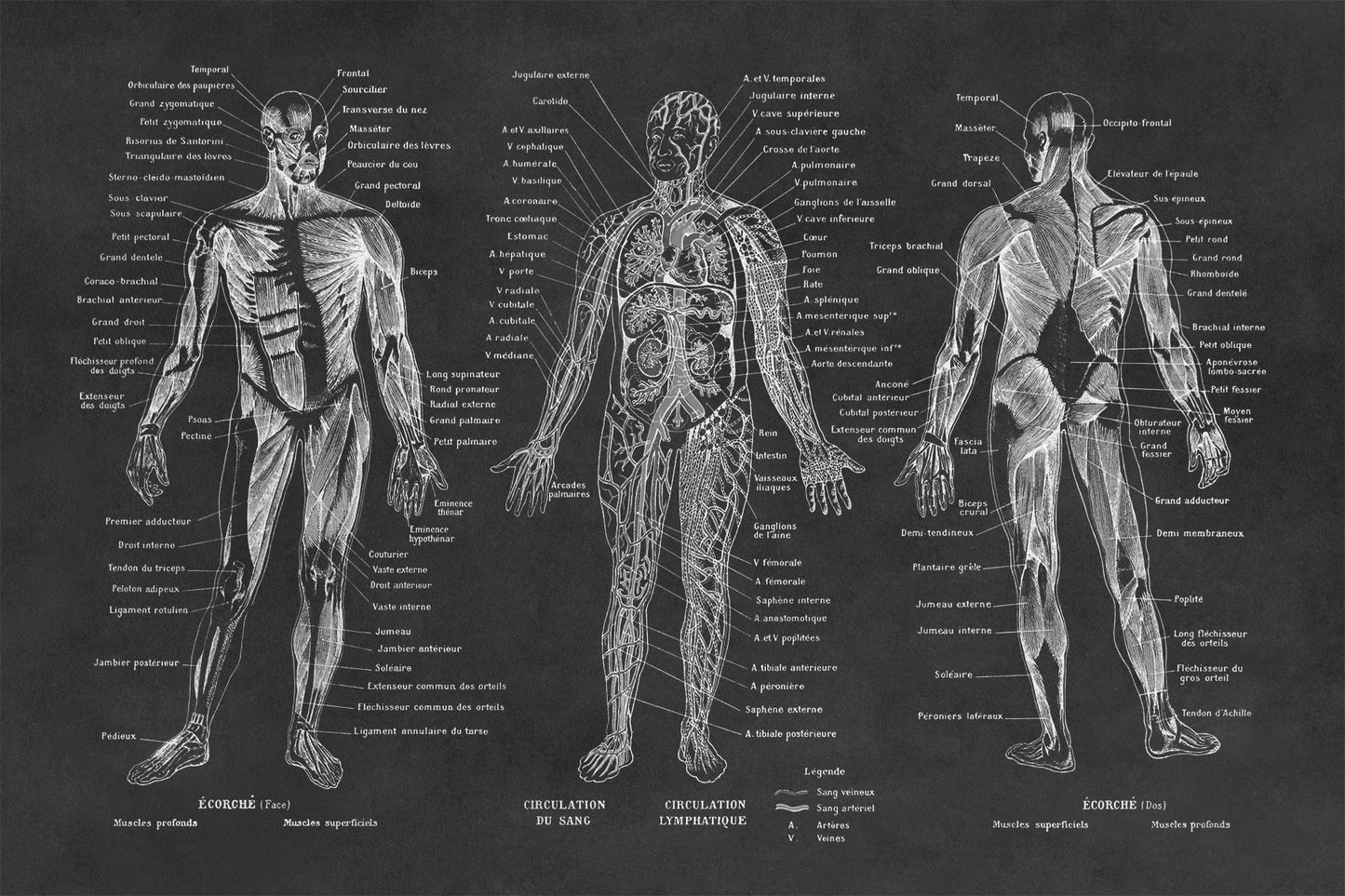 Human Anatomy Illustration Print, AM09