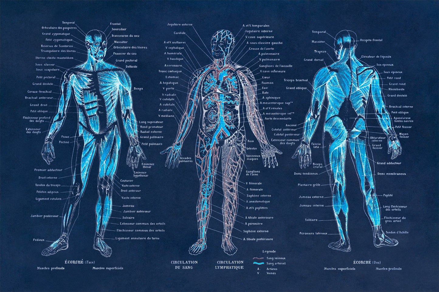 Human Anatomy Illustration Print, AM09