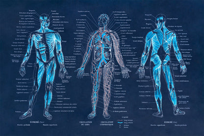 Human Anatomy Illustration Print, AM09