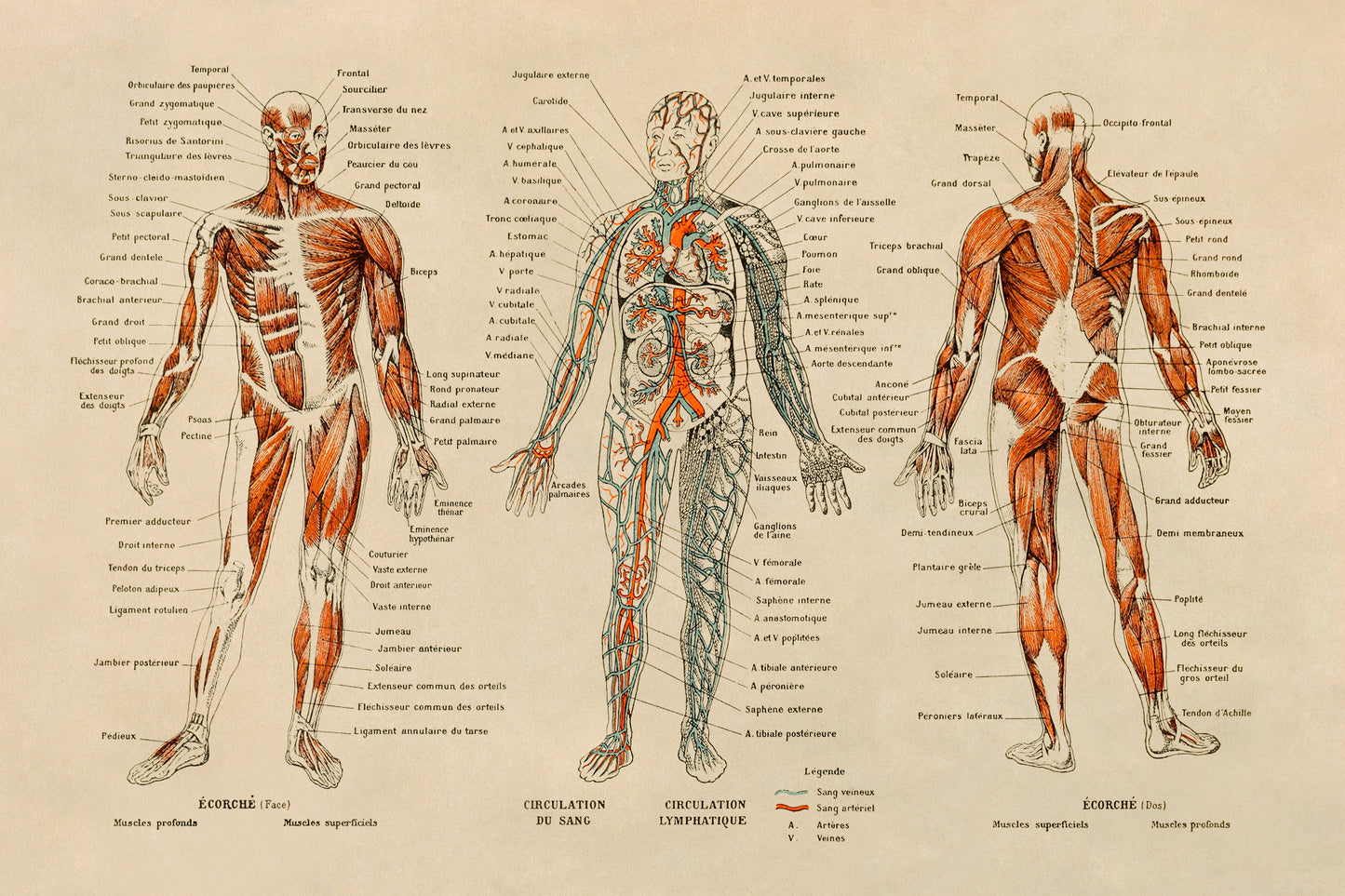 Human Anatomy Illustration Print, AM09