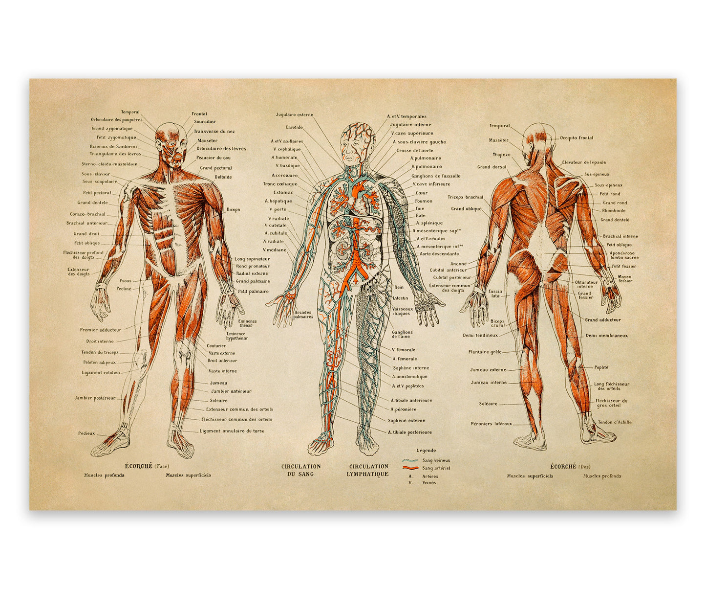 Human Anatomy Illustration Print, AM09