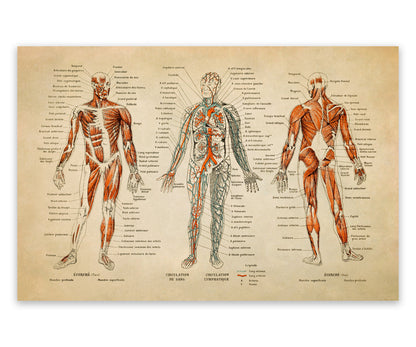 Human Anatomy Illustration Print, AM09