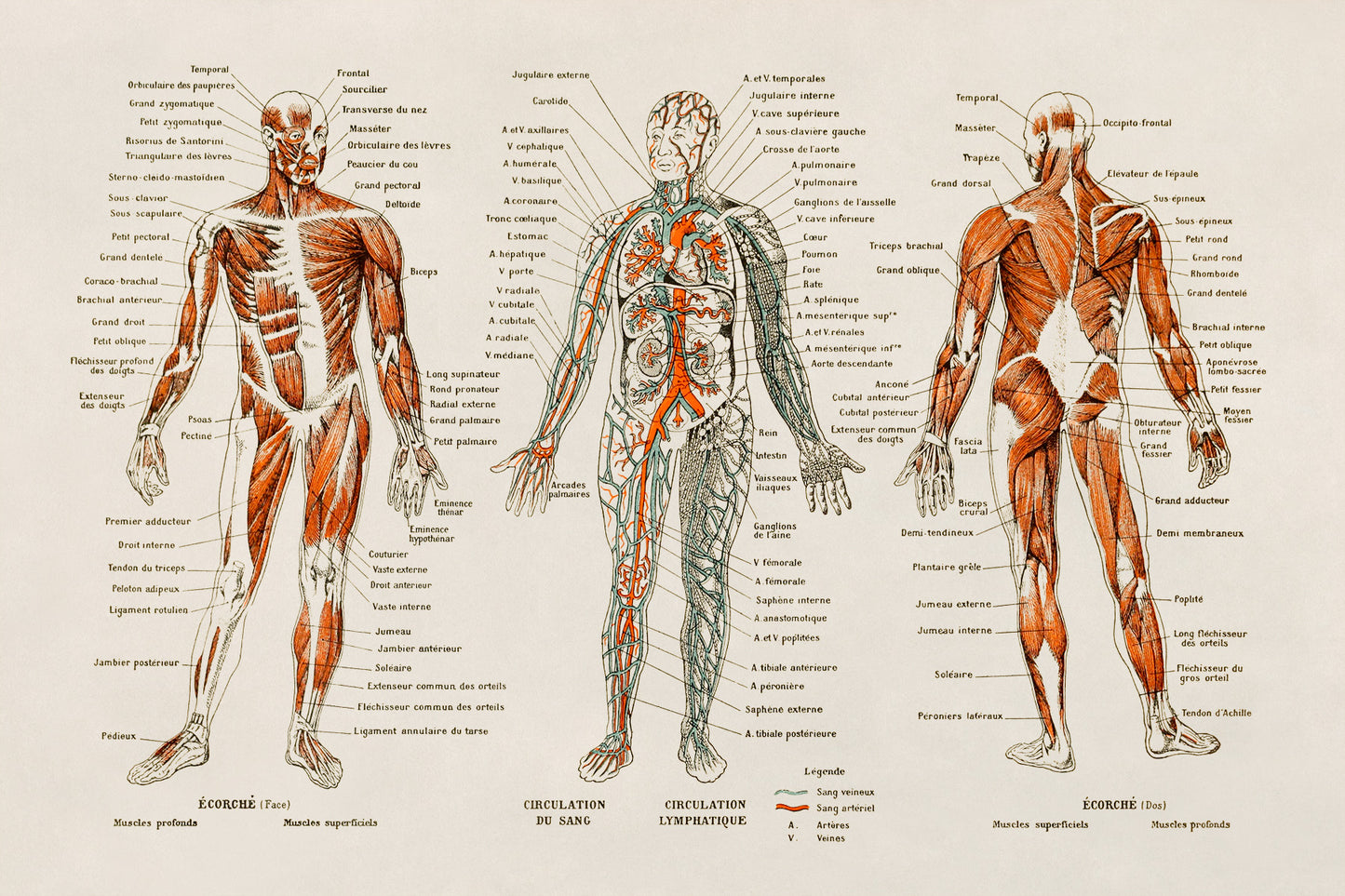 Human Anatomy Illustration Print, AM09