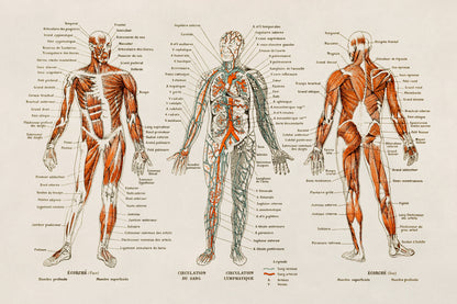 Human Anatomy Illustration Print, AM09