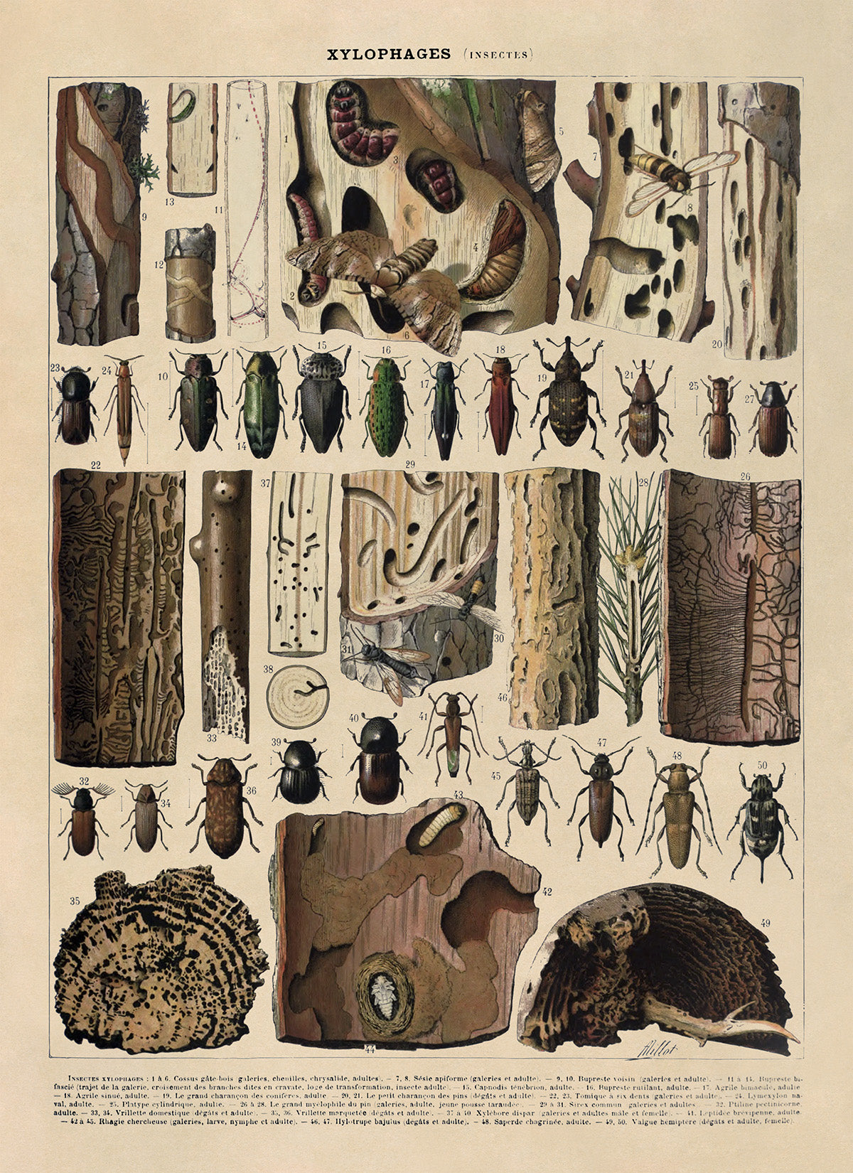 Xylophagous Insect Species Illustration Print, AM104