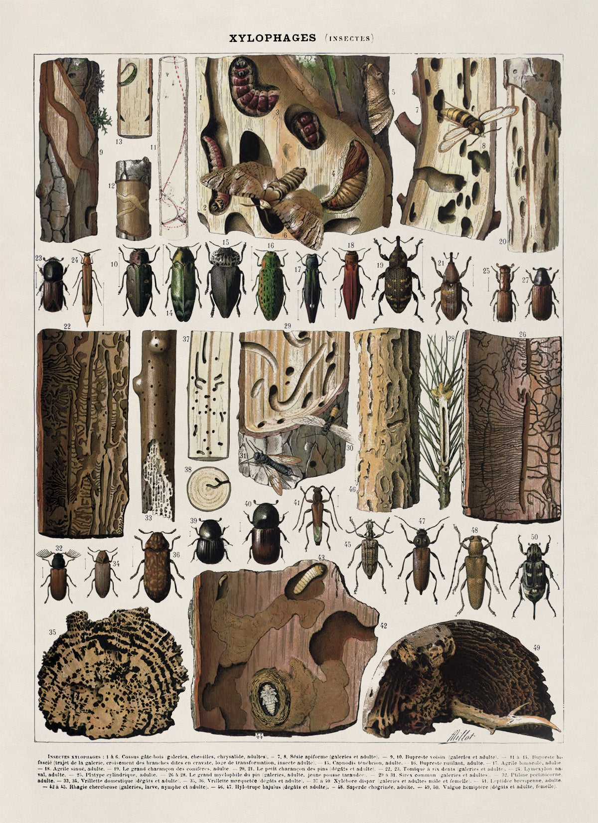 Xylophagous Insect Species Illustration Print, AM104