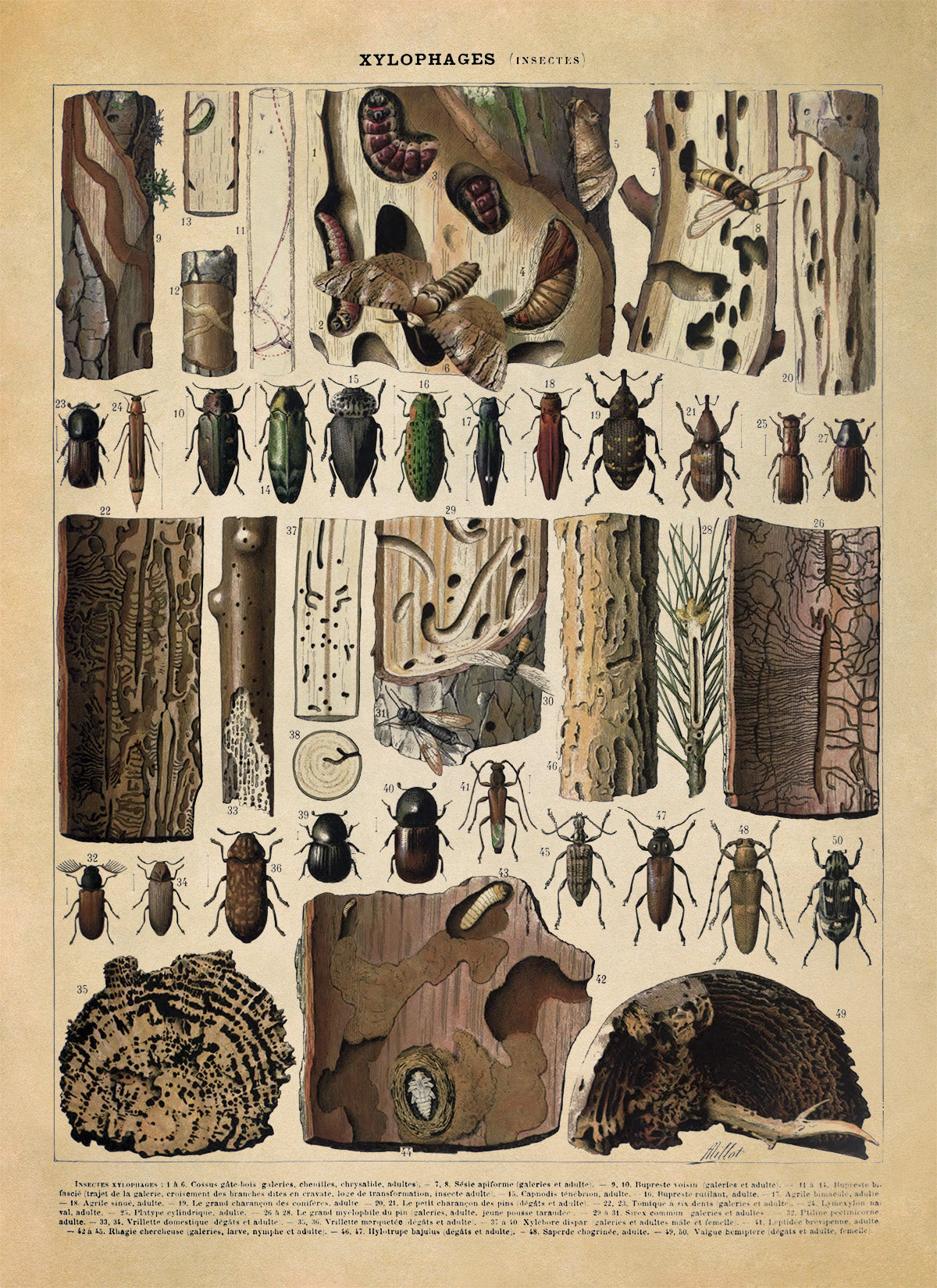 Xylophagous Insect Species Illustration Print, AM104