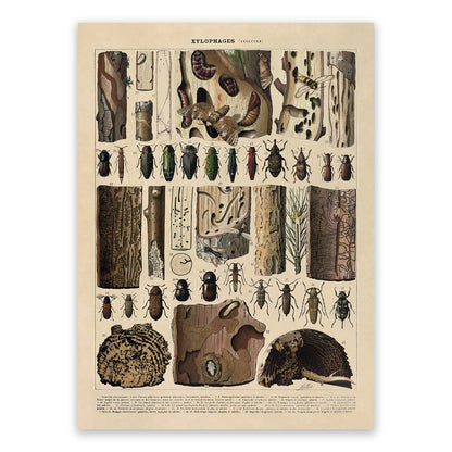 Xylophagous Insect Species Illustration Print, AM104