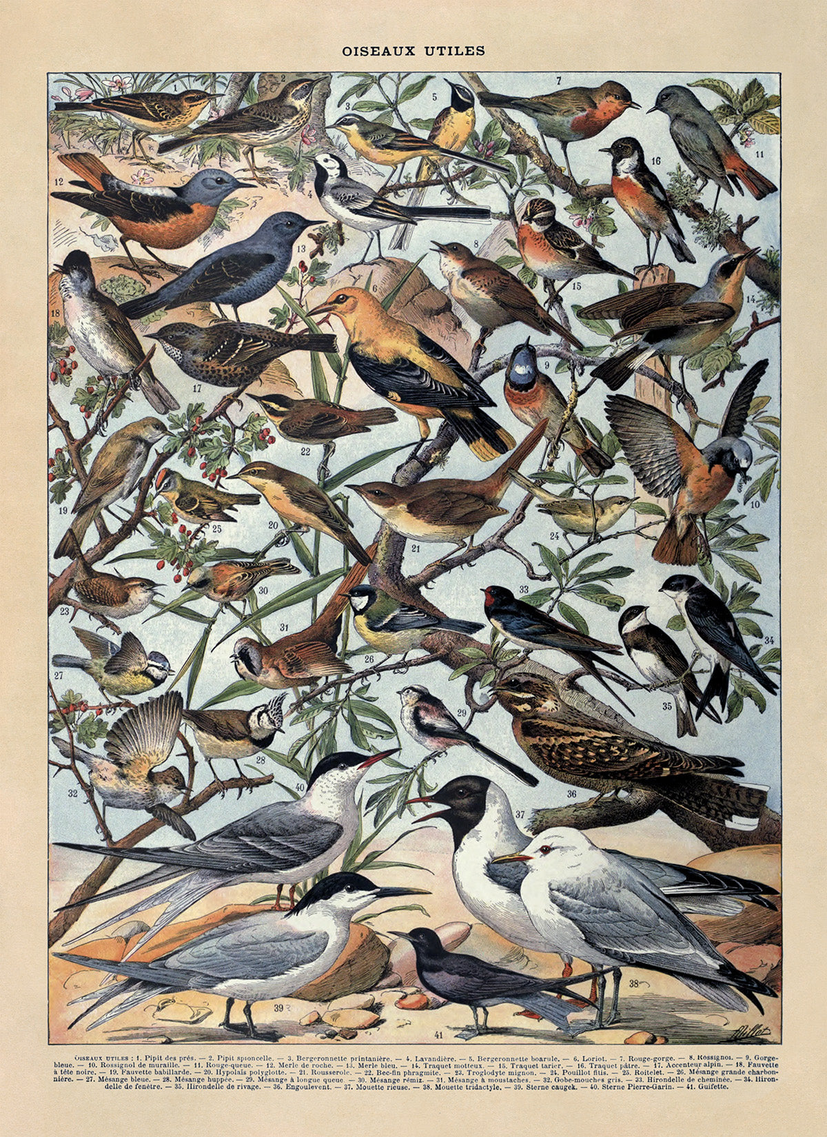 Useful Bird Species Illustration Print, AM105