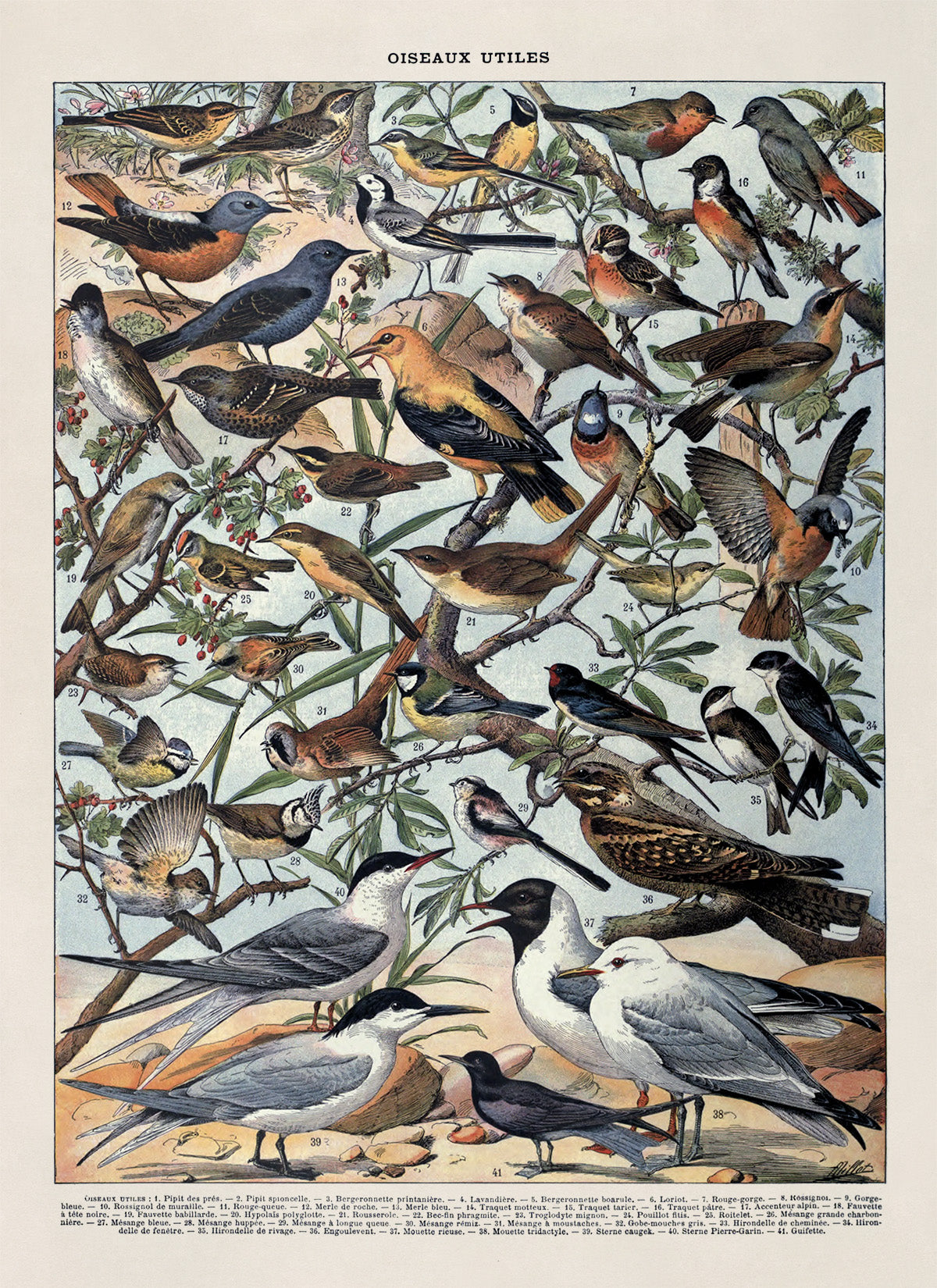 Useful Bird Species Illustration Print, AM105