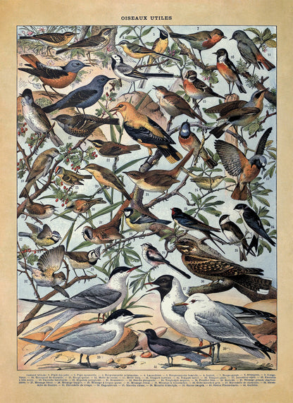 Useful Bird Species Illustration Print, AM105