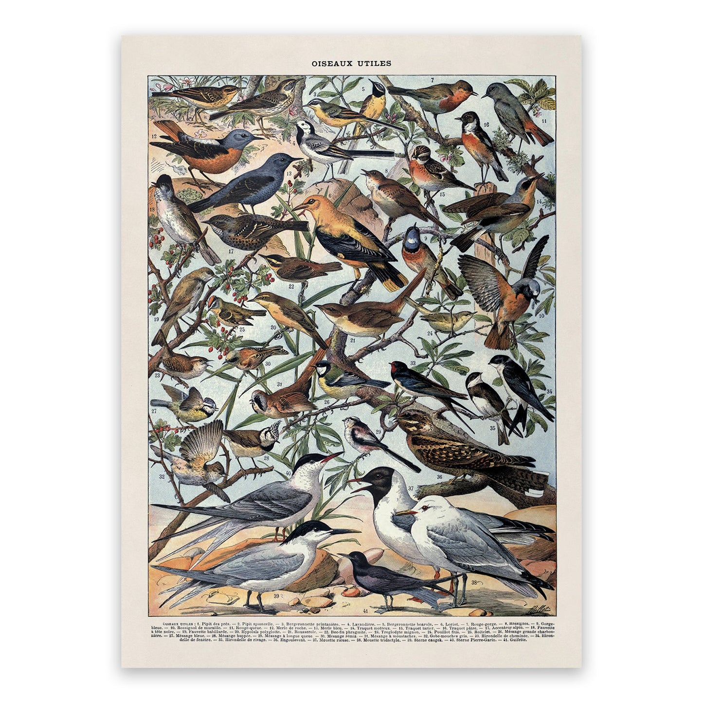 Useful Bird Species Illustration Print, AM105