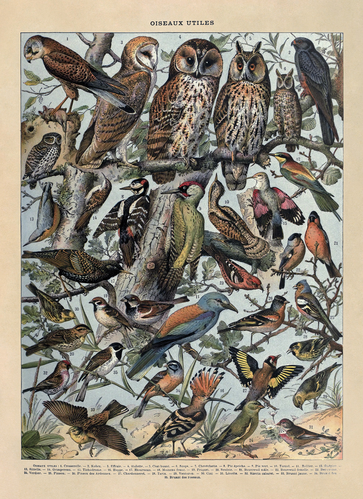 Useful Bird Species Illustration Print, AM106