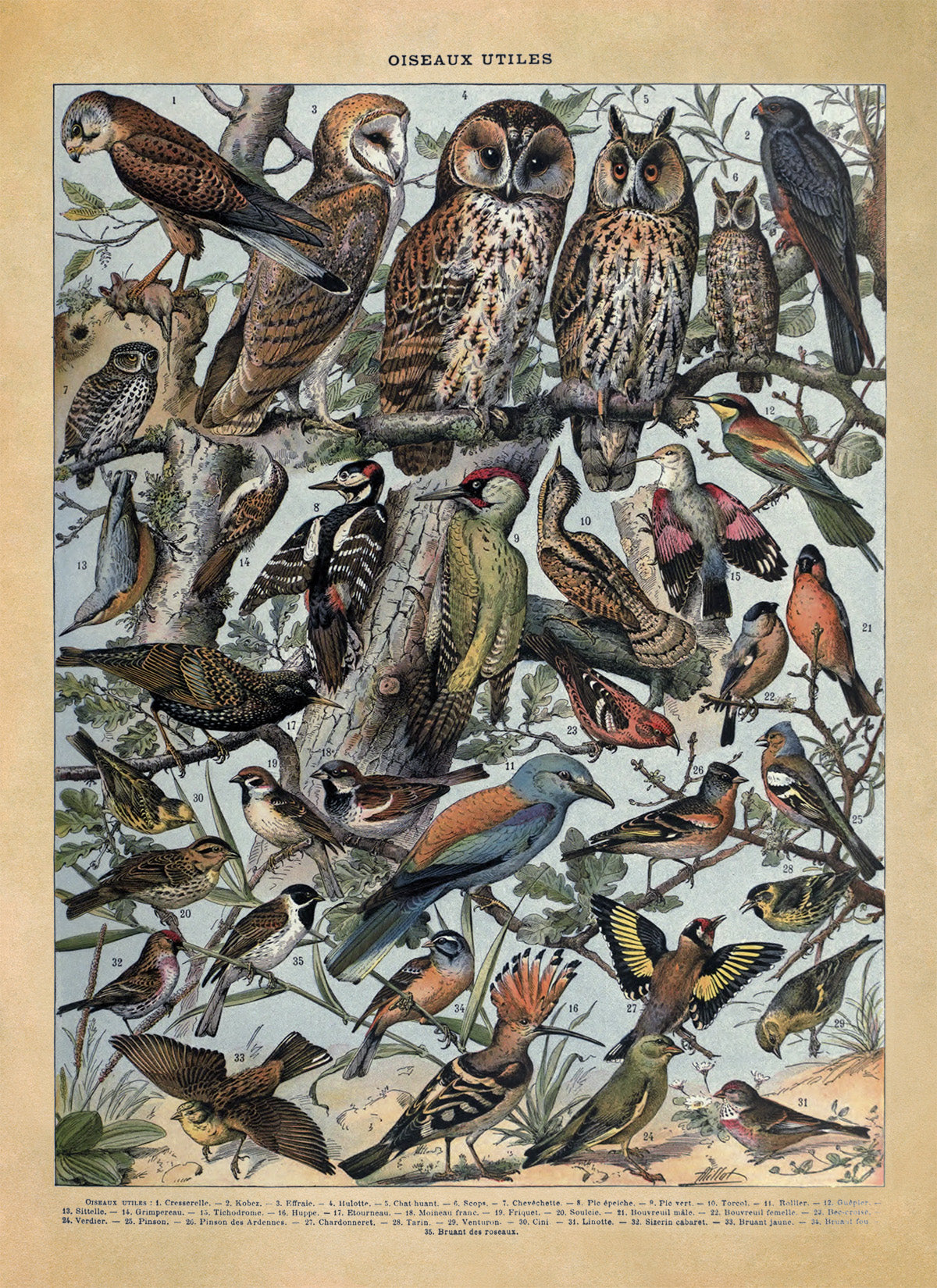 Useful Bird Species Illustration Print, AM106