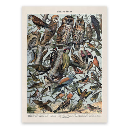 Useful Bird Species Illustration Print, AM106