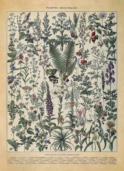 Medicinal Plants Illustration Print, AM107