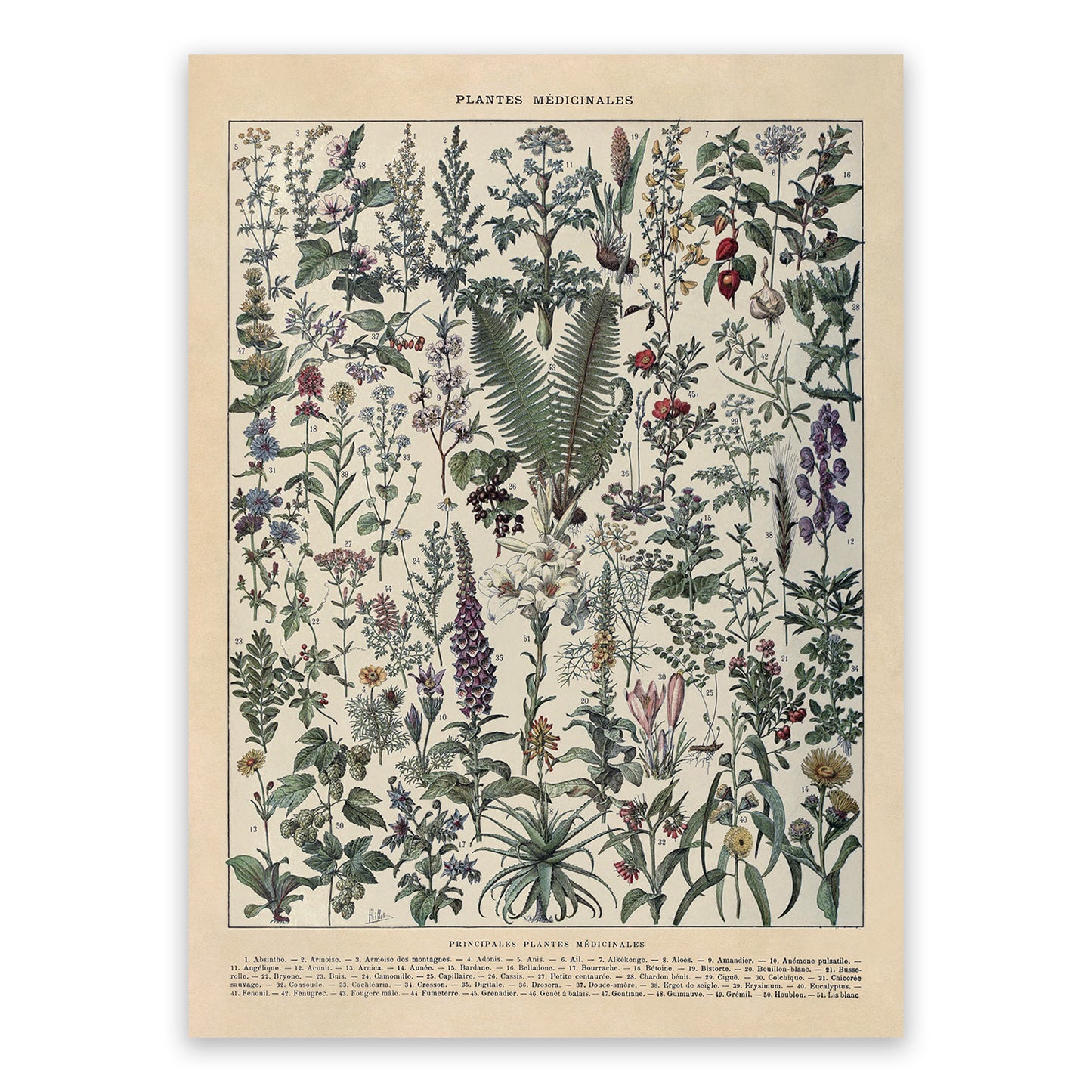 Medicinal Plants Illustration Print, AM107