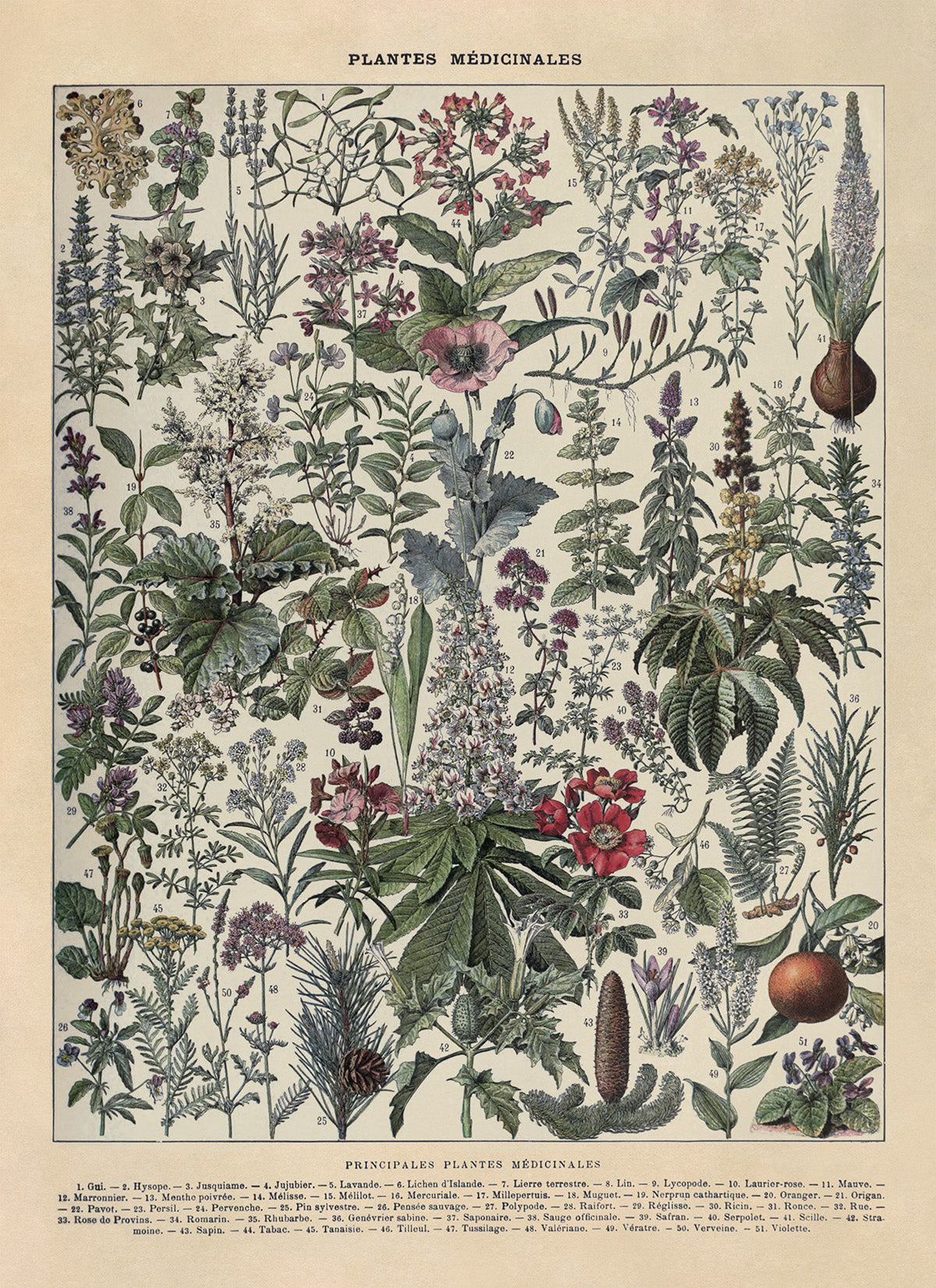 Medicinal Plants Illustration Print, AM108