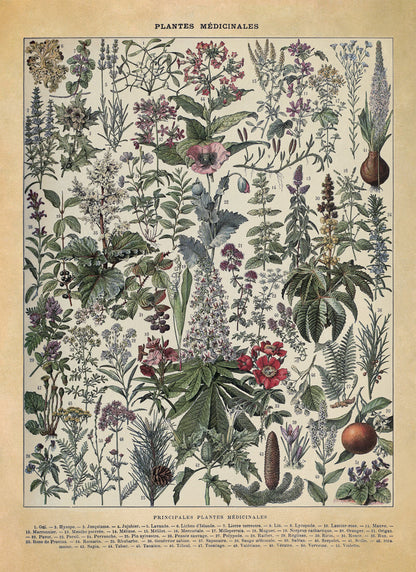 Medicinal Plants Illustration Print, AM108