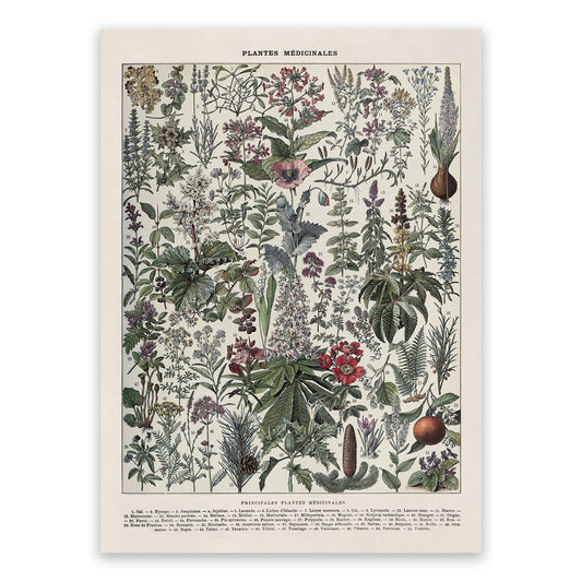 Medicinal Plants Illustration Print, AM108