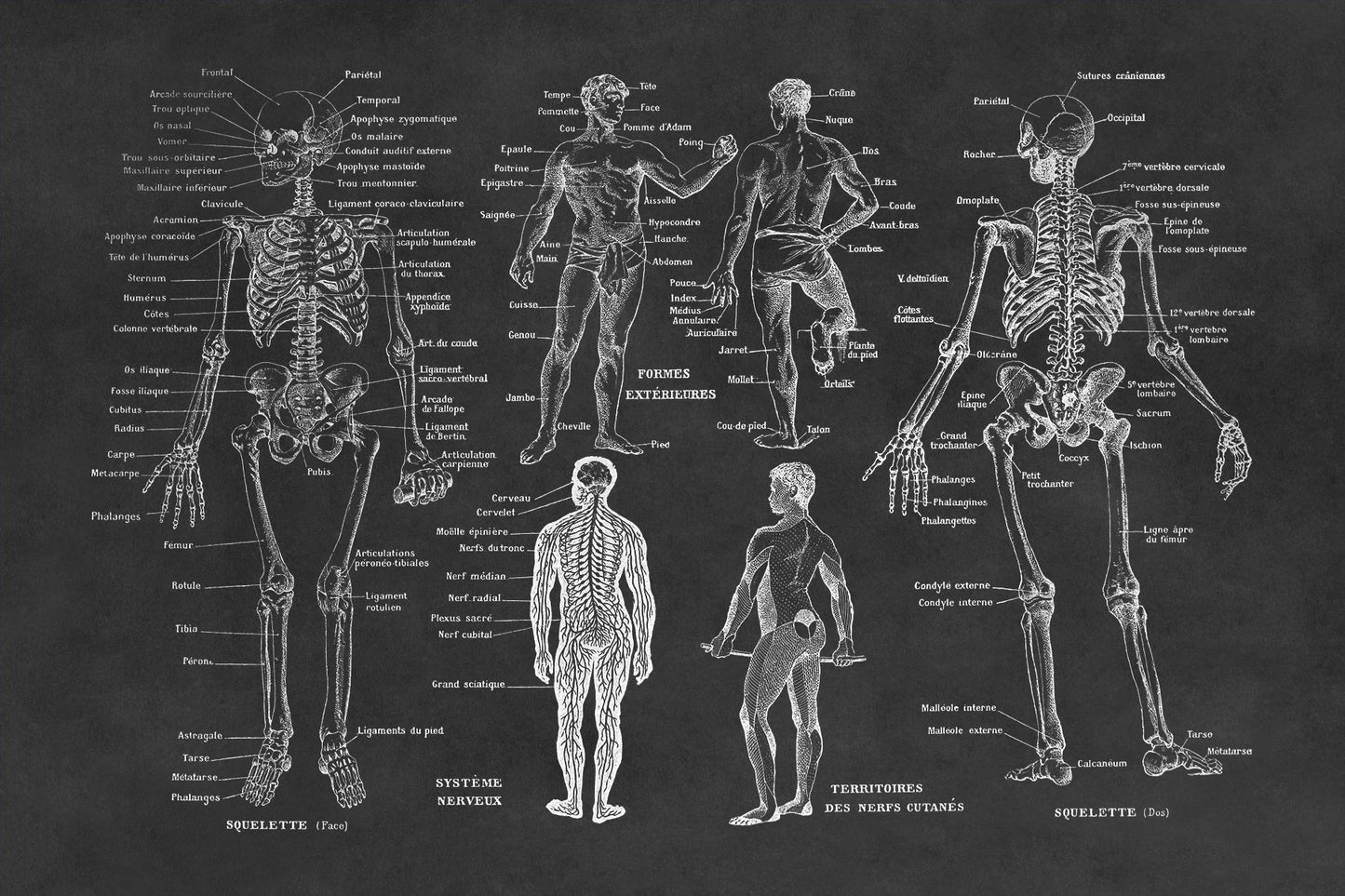 Human Anatomy Skeletal System Illustration Print, AM10