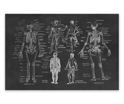 Human Anatomy Skeletal System Illustration Print, AM10