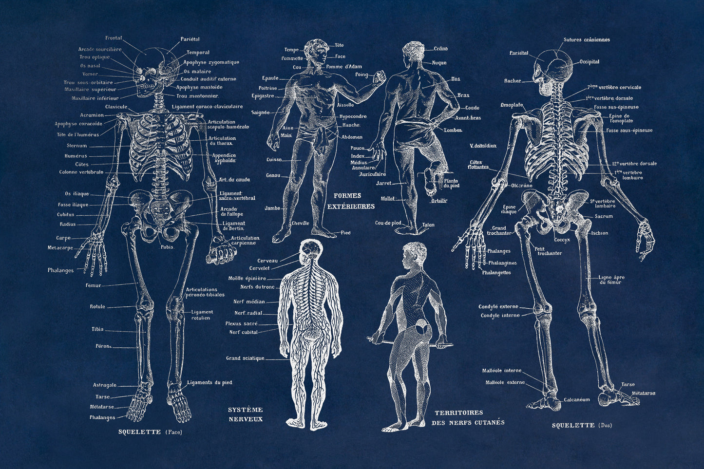 Human Anatomy Skeletal System Illustration Print, AM10