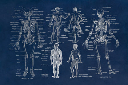 Human Anatomy Skeletal System Illustration Print, AM10