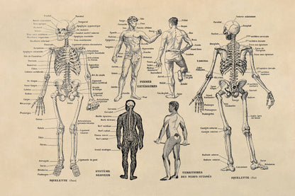 Human Anatomy Skeletal System Illustration Print, AM10